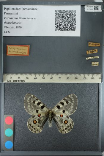 Media type: image;   Entomology 174804